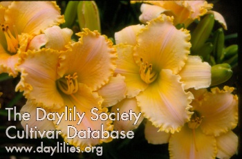 Daylily Lace Sampler